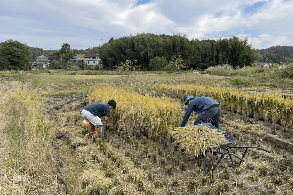 稲刈り作業の様子