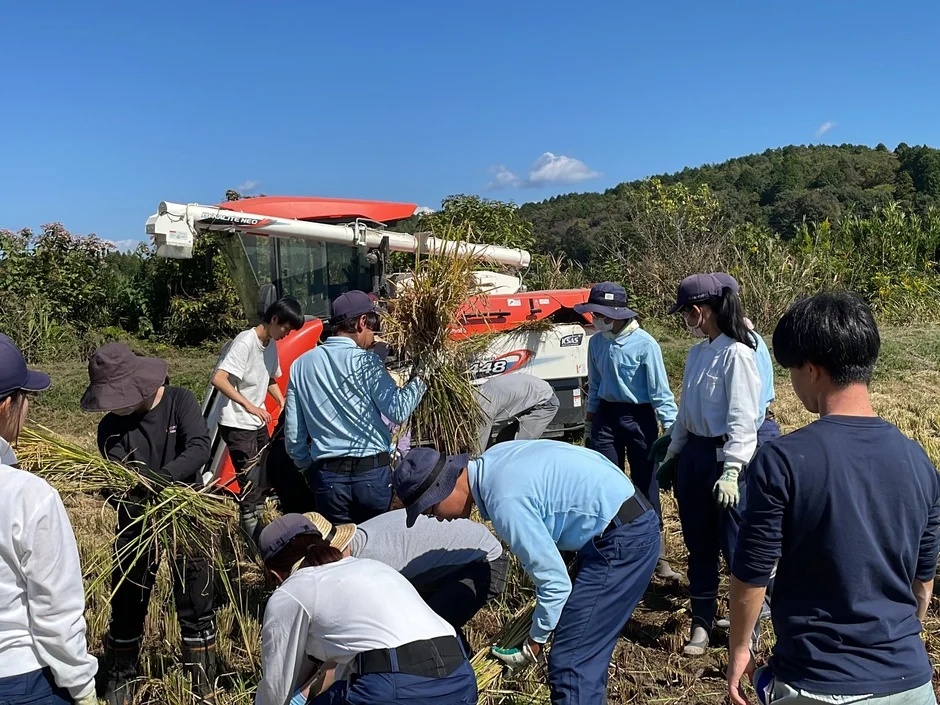 稲刈り作業の様子