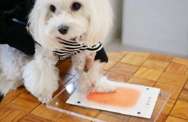 マルチーズの足型取り