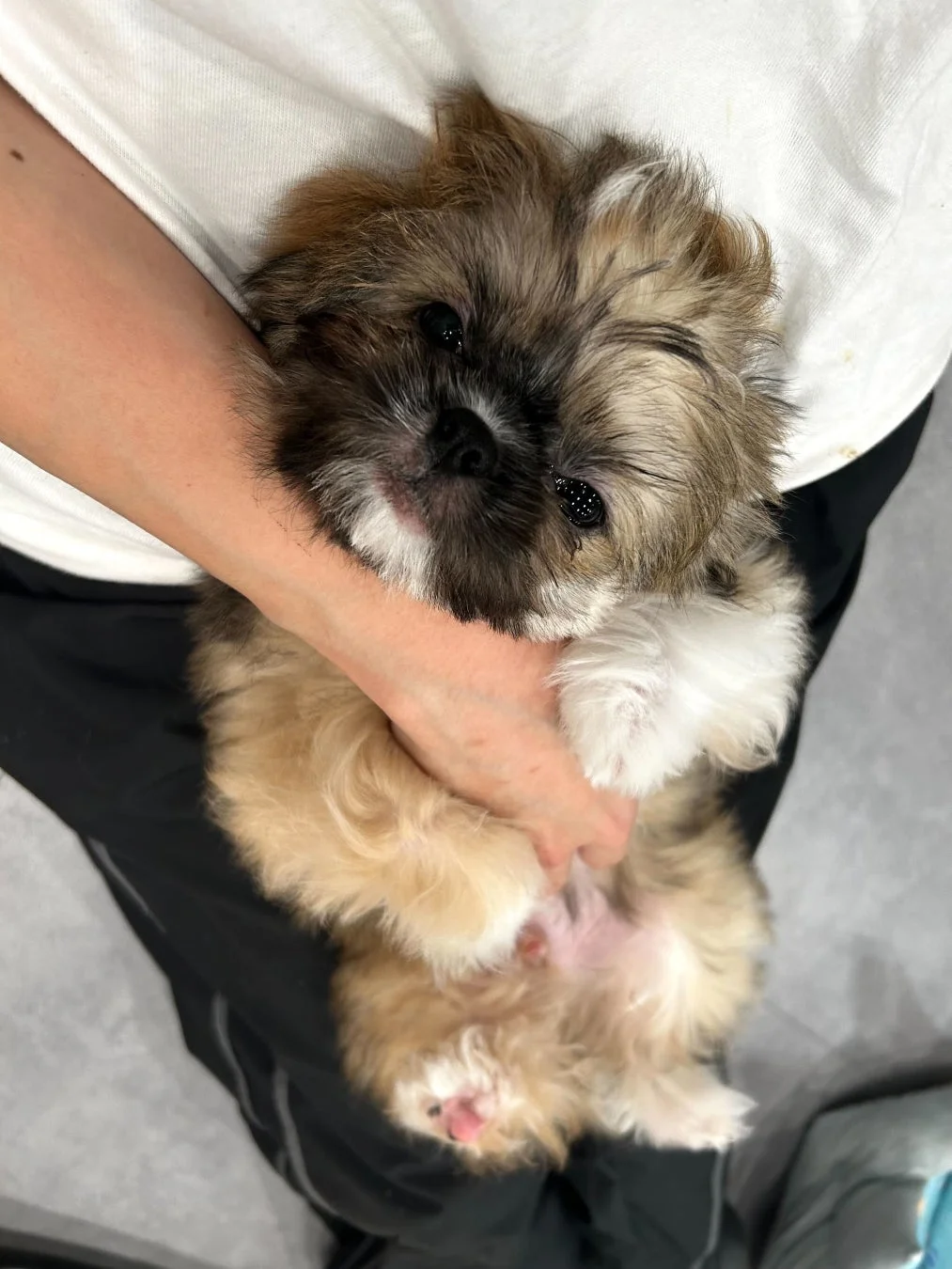 可愛い子犬を抱っこする様子