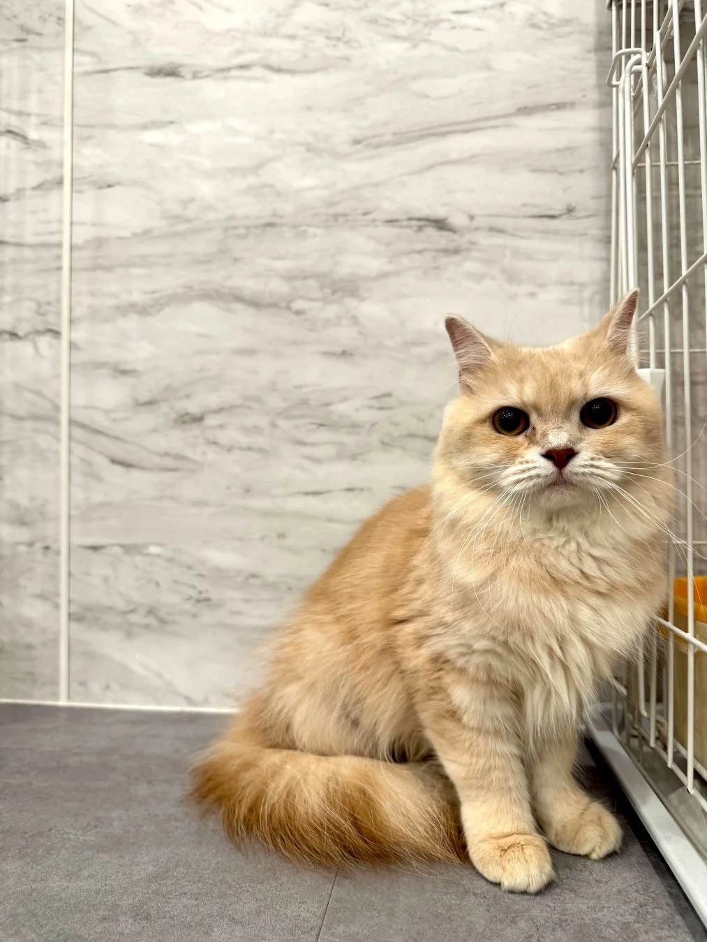 クリーム色の毛並みの猫