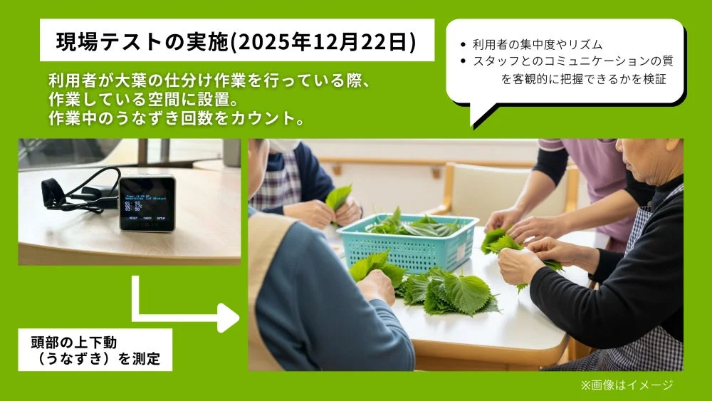 大葉の仕分け作業中にうなずきを測定する現場テストの様子