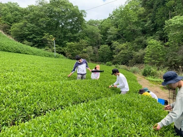 茶摘みの様子