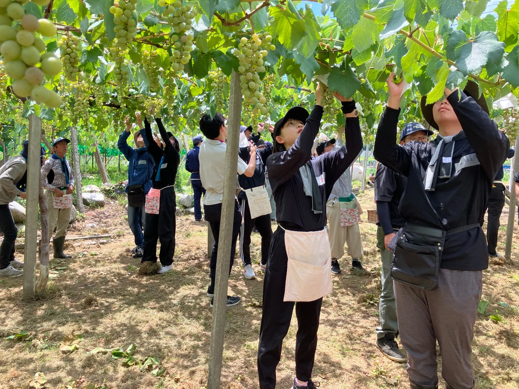 ぶどう園での農作業の様子