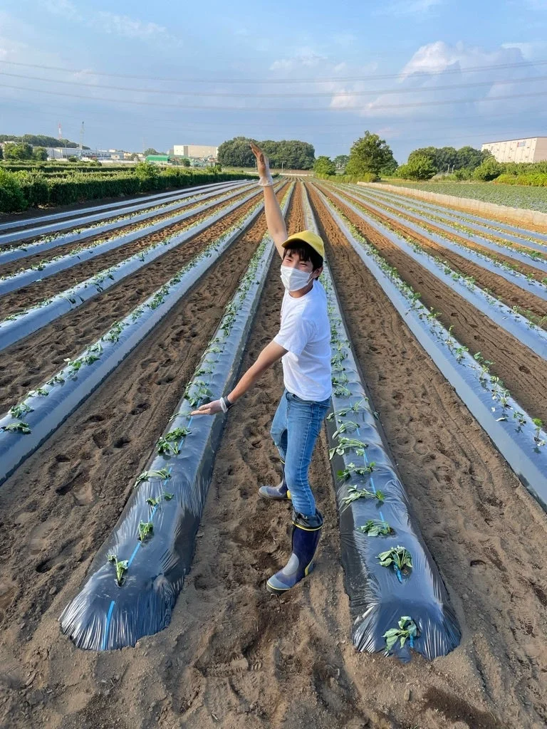 ビニールマルチで覆われた広大な畑で、黄色い帽子とマスクを着用した男性が片手を上げてポーズ