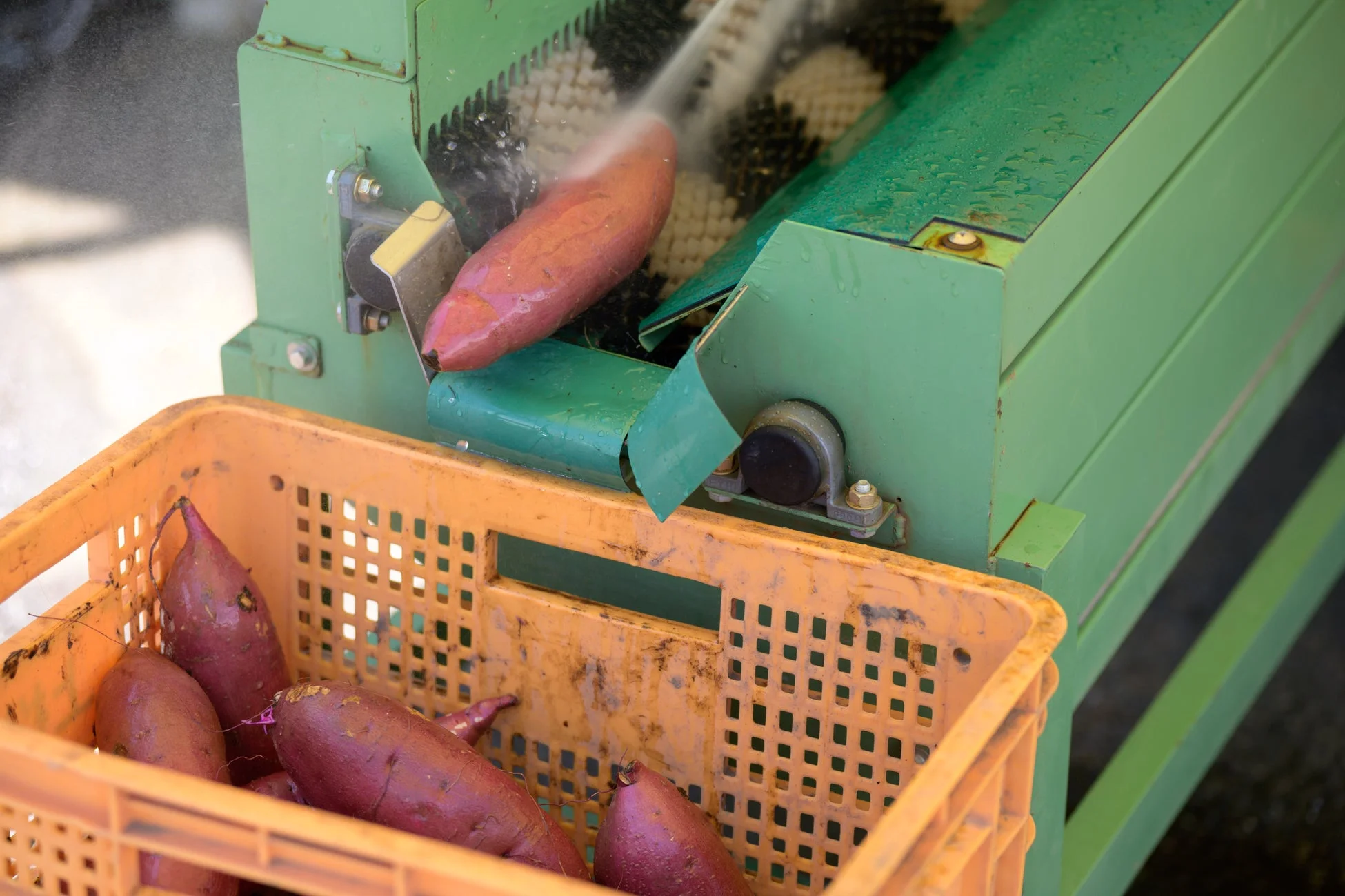 緑色の洗浄機でさつまいもが水洗いされている様子