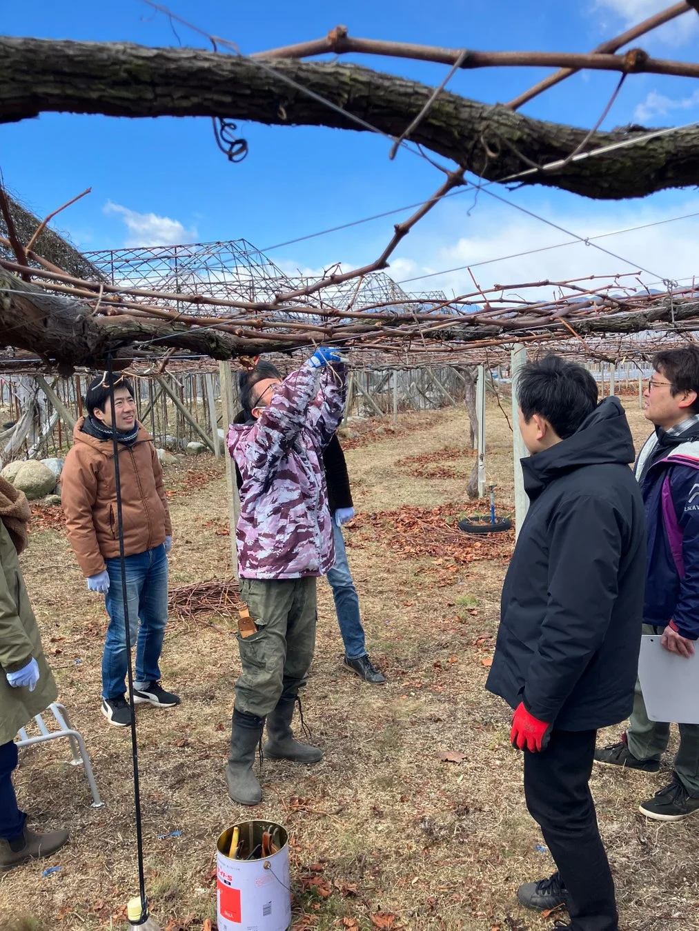 ぶどう畑で剪定作業をする人々