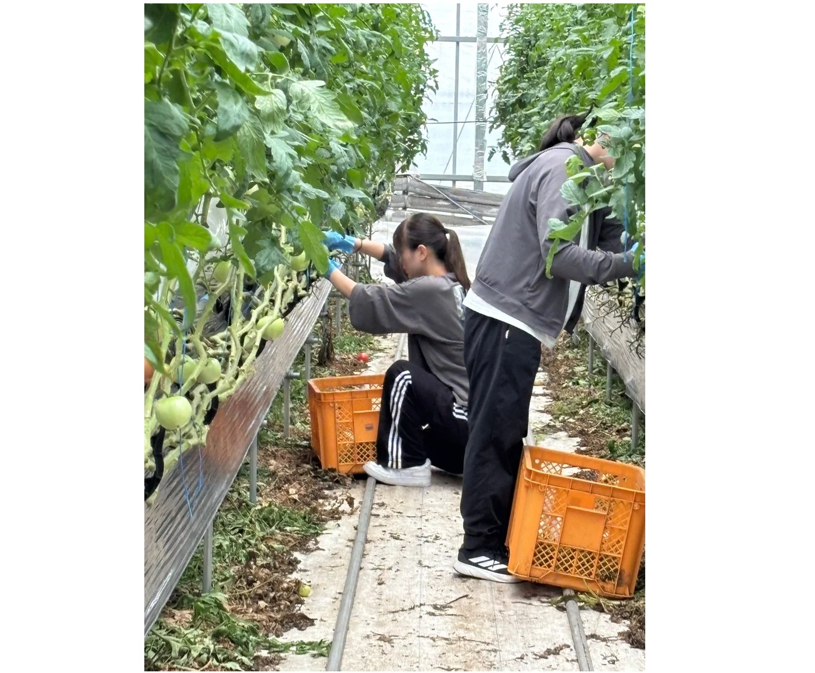ビニールハウス内で2人の人物が緑色のトマトを収穫している様子。オレンジ色のコンテナが置かれ、手袋を着用して作業に励む農業の現場を捉えた一枚です。