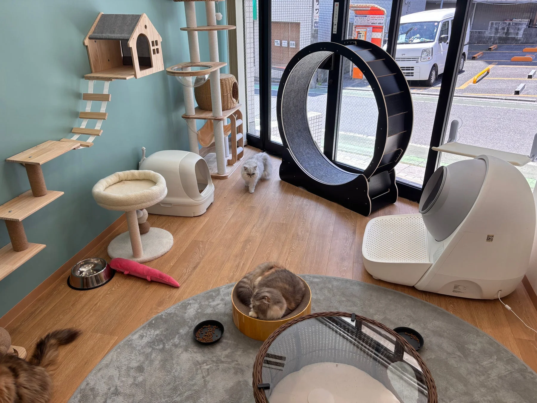 ANELLA CAFEの猫エリアにあるキャットホイール