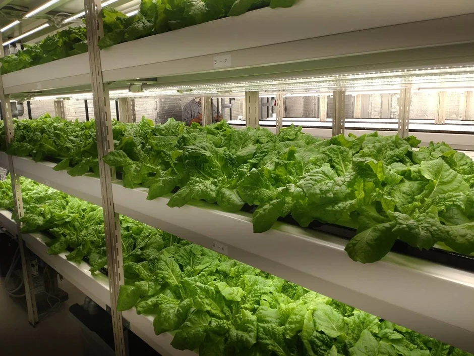 水耕栽培の植物工場