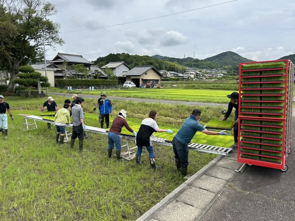 田んぼで稲の苗を準備する人々