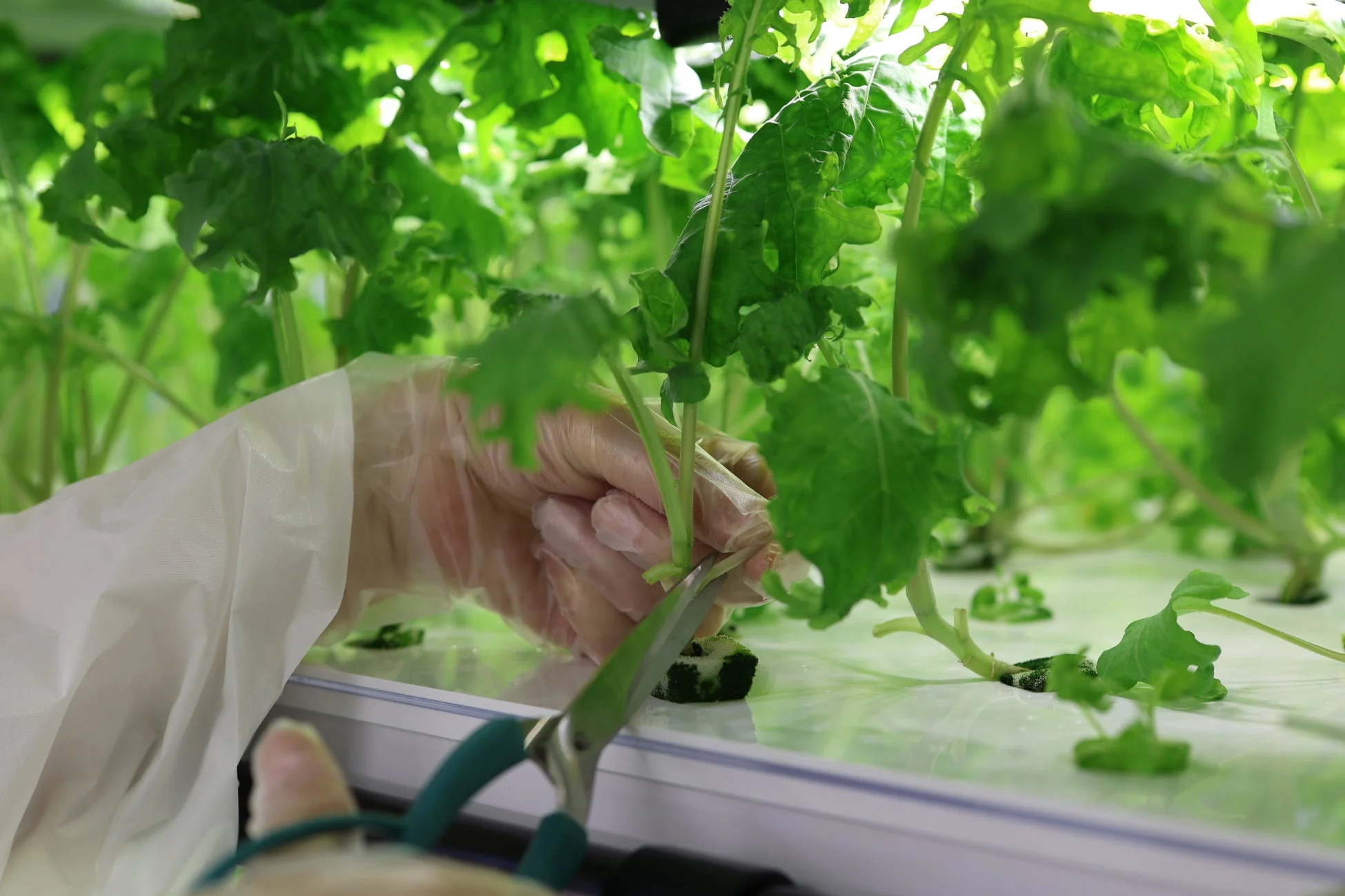 水耕栽培で野菜を収穫する様子