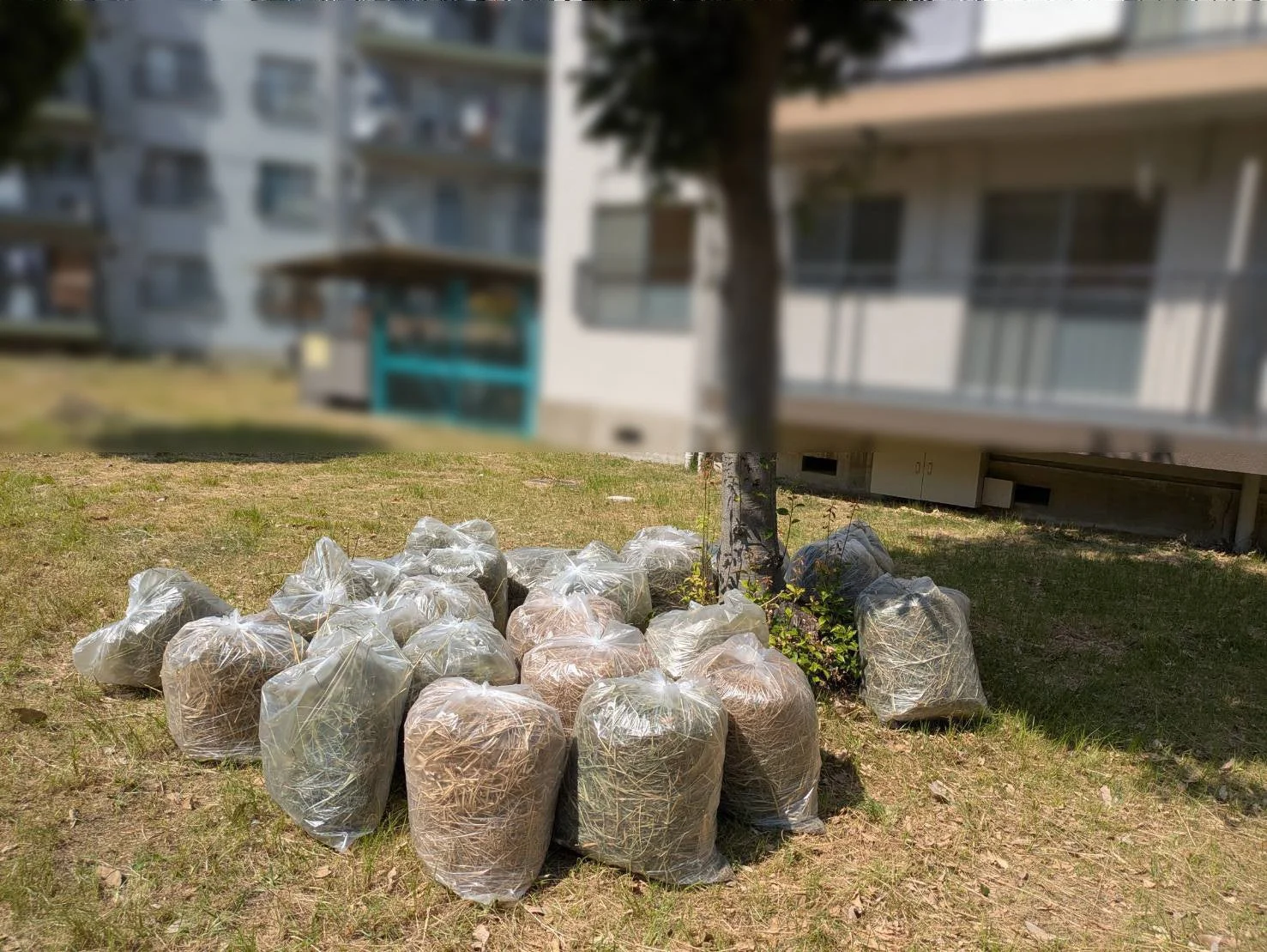 清掃後の草の山
